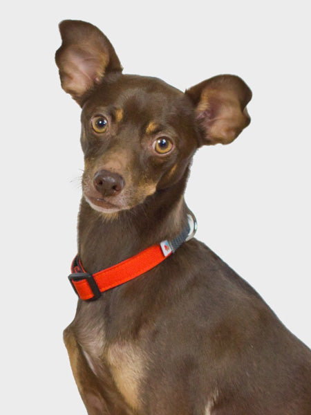 wildebeest-accessoires-pour-chien-rouge