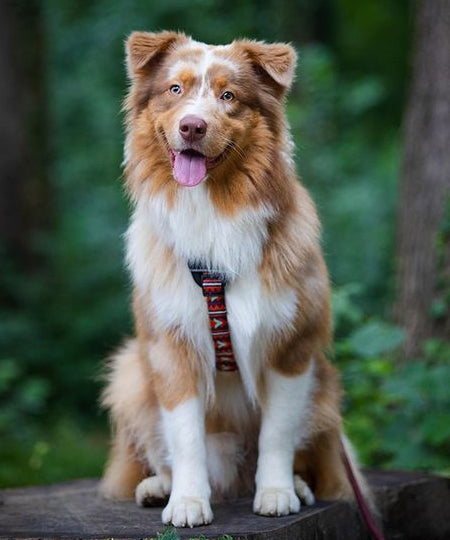    woolywolf-harnais-design-pour-chien-polar-night