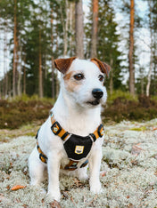 woolywolf-harnais-design-pour-chien-sea-to-summit