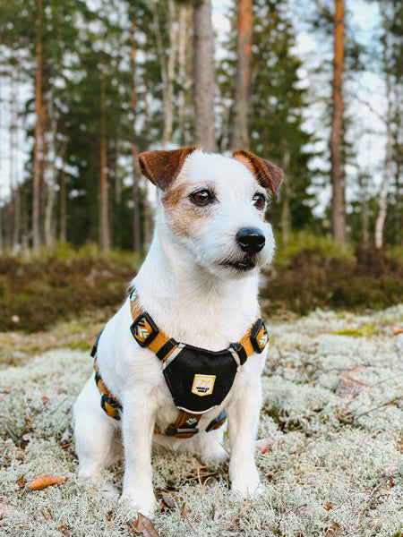 woolywolf-harnais-design-pour-chien-sea-to-summit