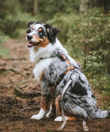    woolywolf-harnais-design-pour-chien-sea-to-summit