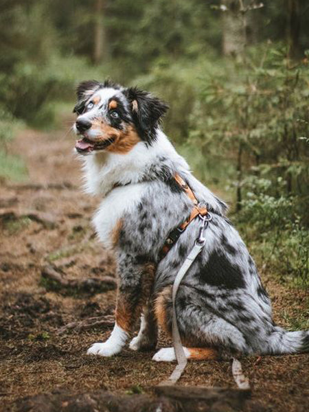 Tipi Pour chien Imprimé Floral Croci - Un chien dans le Marais