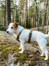 woolywolf-harnais-design-pour-chien-sea-to-summit