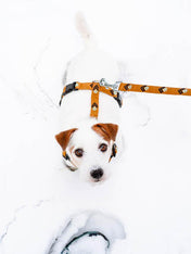 woolywolf-harnais-design-pour-chien-sea-to-summit