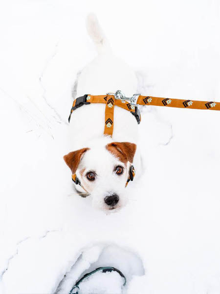 woolywolf-harnais-design-pour-chien-sea-to-summit