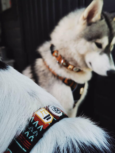 Harnais Bleu pour chien - Comfort Walk Go - DOG Copenhagen – inooko