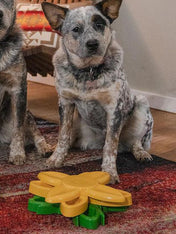       zippy-paws-Smarty-paw-jouet-puzzle-enrichissement-pour-chien-tournesol