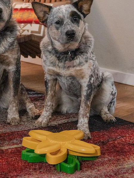       zippy-paws-Smarty-paw-jouet-puzzle-enrichissement-pour-chien-tournesol