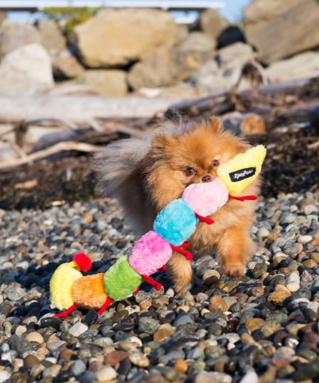     zippy-paws-peluche-pour-chien-Caterpillar-7-squeakers