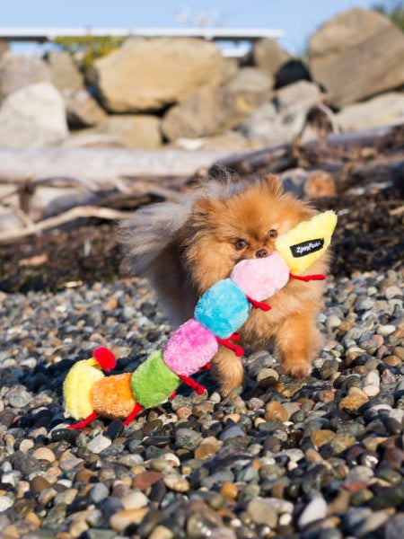     zippy-paws-peluche-pour-chien-Caterpillar-7-squeakers