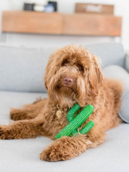 zippy-paws-jouet-a-macher-pour-chien-cactus-poodle