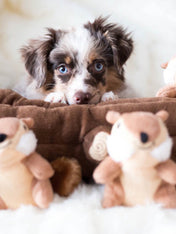 zippy-paws-peluche-pour-chien-ecureuil
