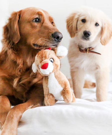       zippy-paws-peluche-pour-chien-rudolph-le-renne