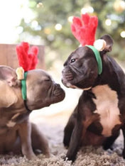     zippy-paws-serre-tete-chien-renne-noel